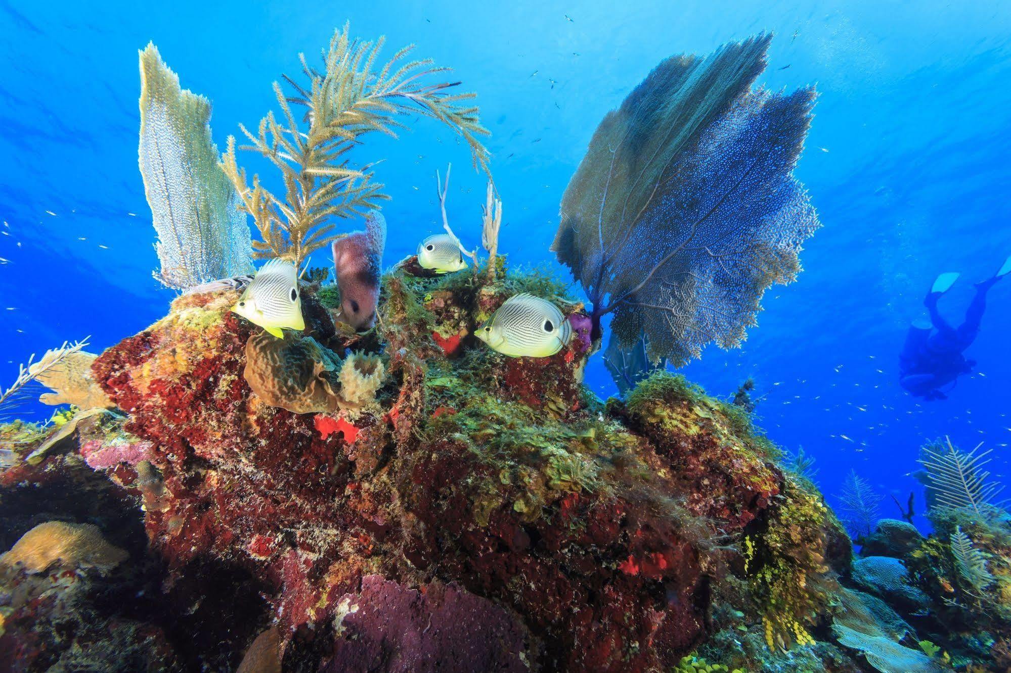 St. George'S Caye Resort Белиз-Сити Экстерьер фото